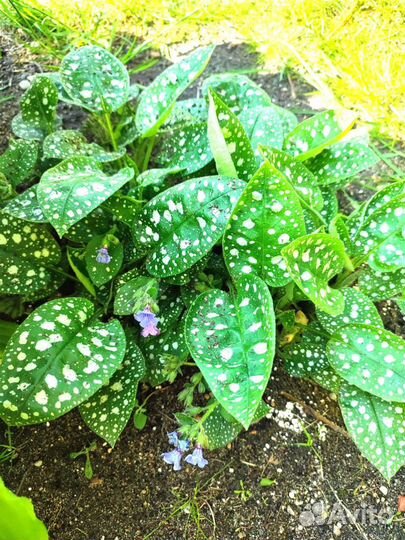 Диффенбахия Медуница сахарная