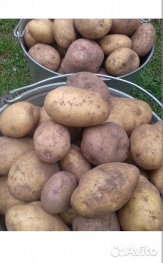 Продам картофель
