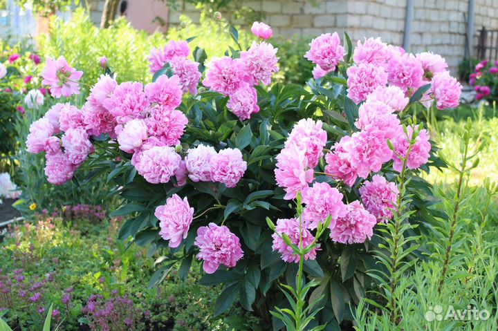 Саженцы пионов (разные сорта)