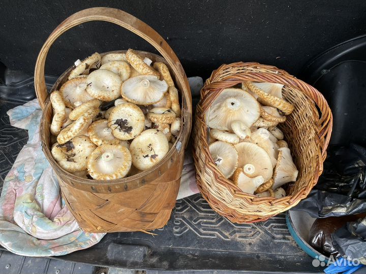 Грибы