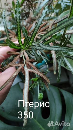 Споры папоротников