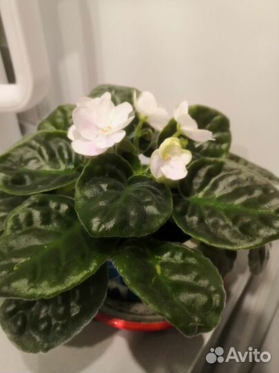 Узамбарская фиалка(сенполия)