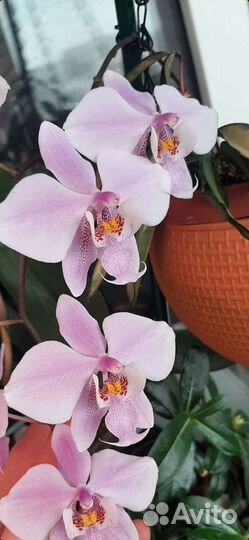 Орхидея шиллериана, мелиса