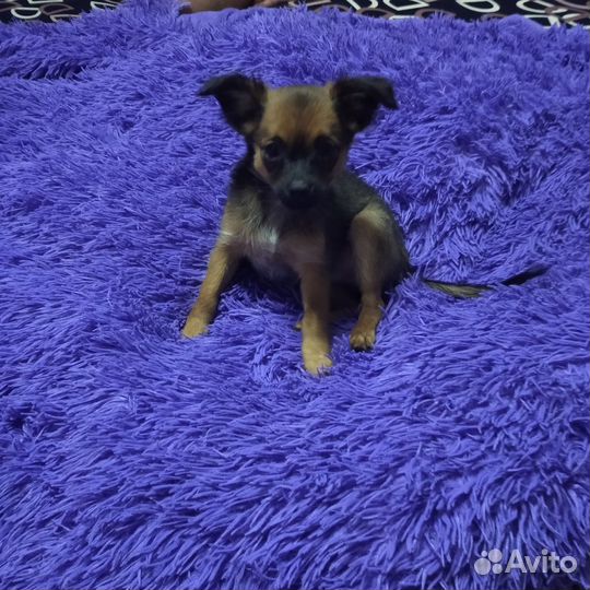 Щенок чихуахуа мальчик