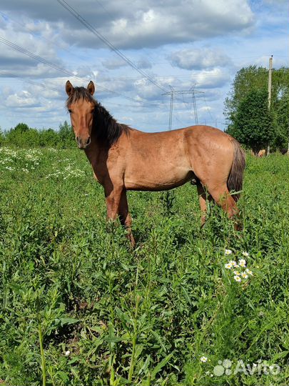 Жеребята, жеребчики