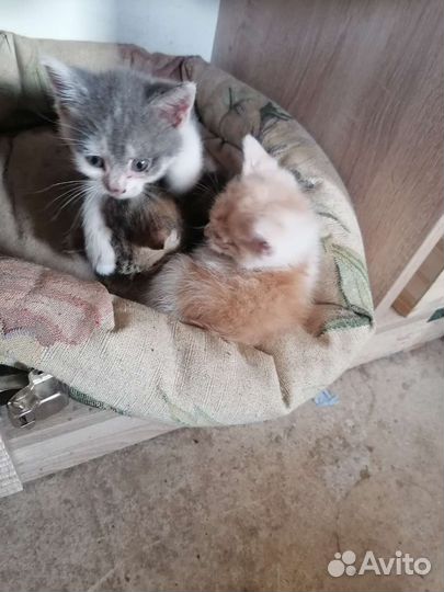 Кошки бесплатно