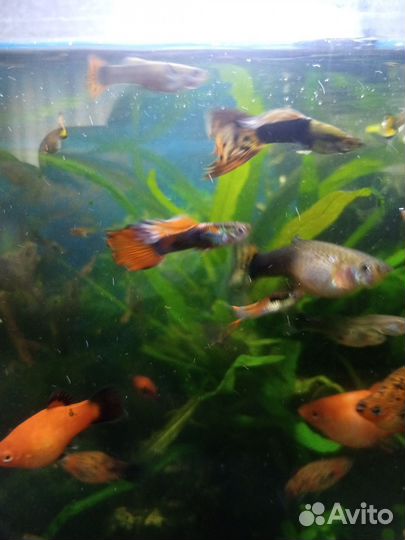 Гуппи, пецилии