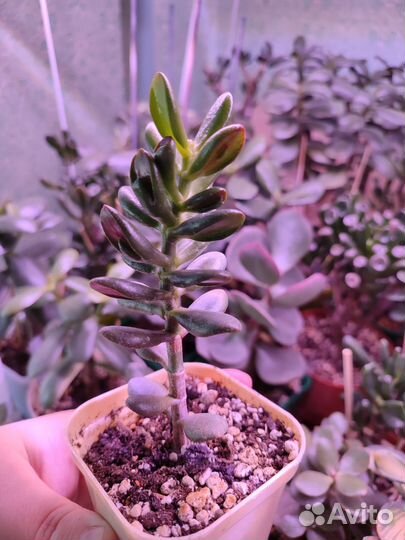 Крассула Хоббит