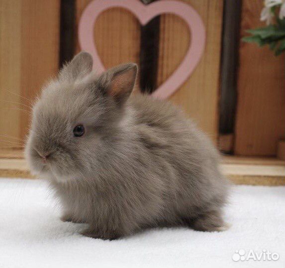 Кролики из Питомника. Привитые. Срочная Доставка