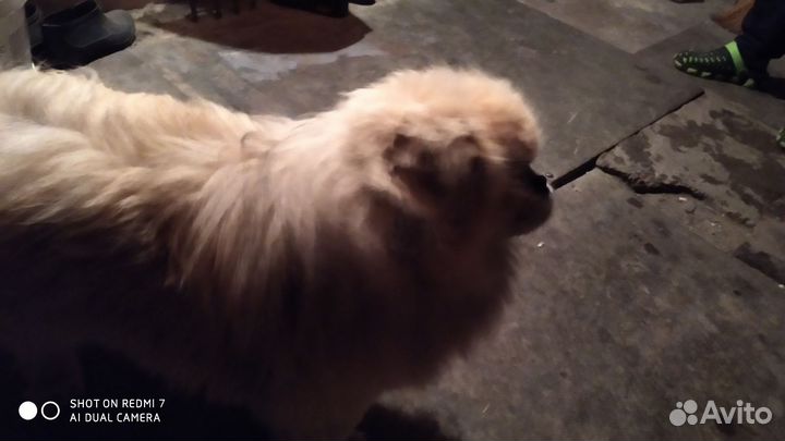 Пекинес в добрые руки