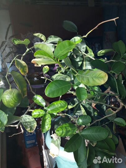 Лимон плодоносящий