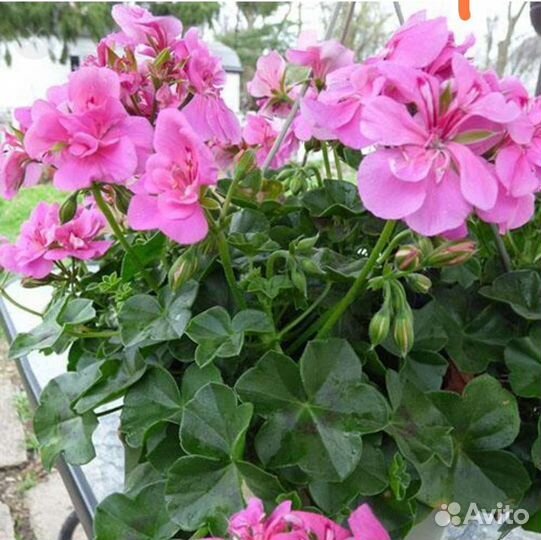 Пеларгония плющелистная, иви гибрид
