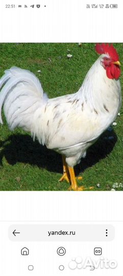 Домашняя птица