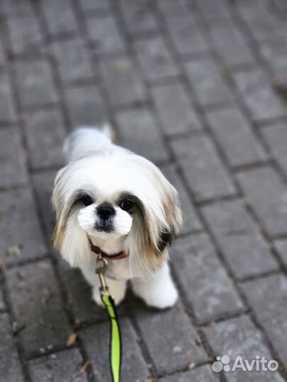 Собака щенок щитцу