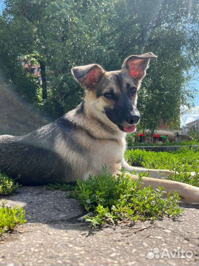 Щенок в добрые руки