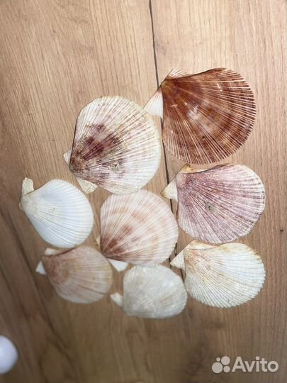 Ракушка морская