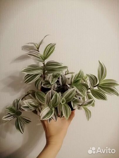 Традесканции белая, зеленая