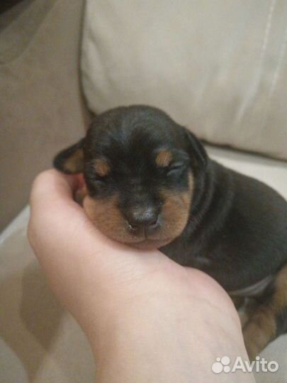 Цвергпинчер