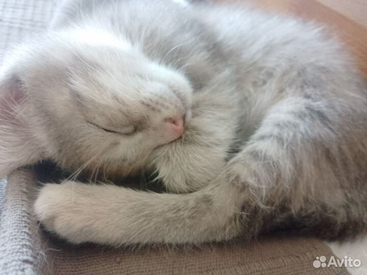 Котенок