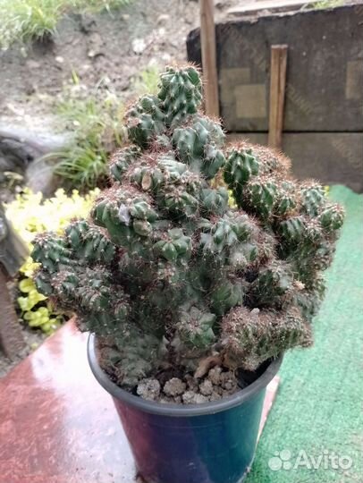 Флорариум суккуленты