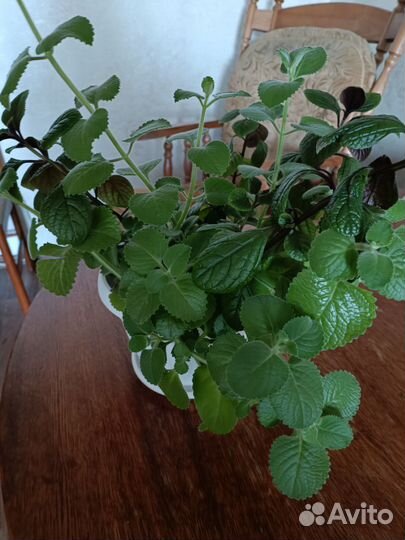 Мята комнатная