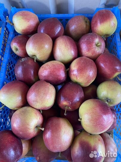 Яблоки оптом