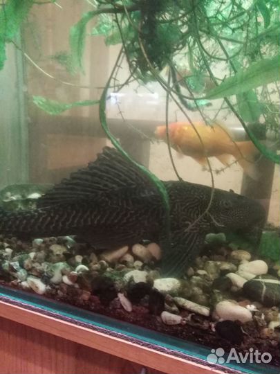 Сомики птеригоплихт
