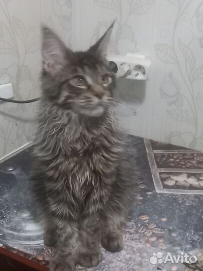 Мейн-кун кот