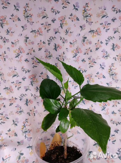 Гибискус / китайская роза