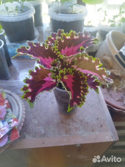 Колеусы сортовые