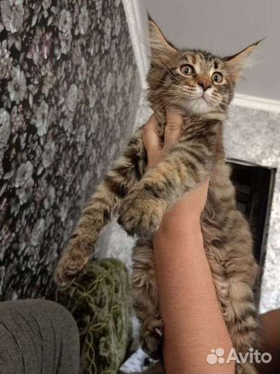 Котята Мейн-кун