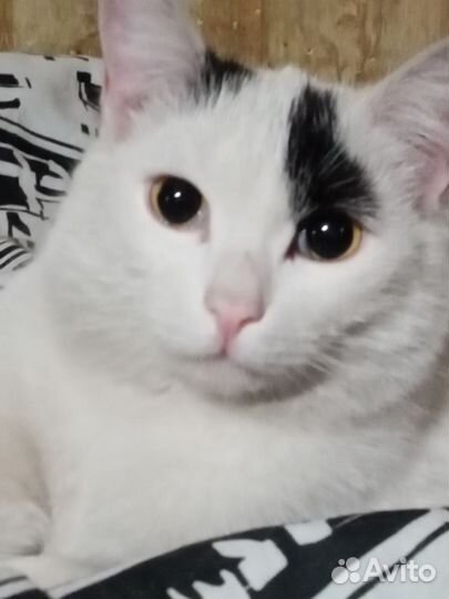 Кот