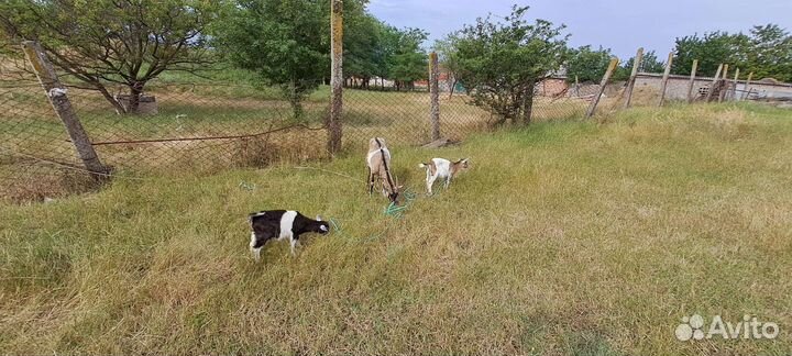 Зааненские козы дойные