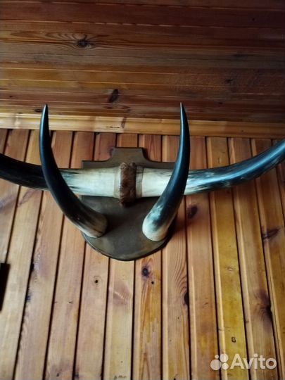 Рога буйвола