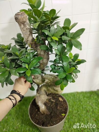 Фикус гинсенг