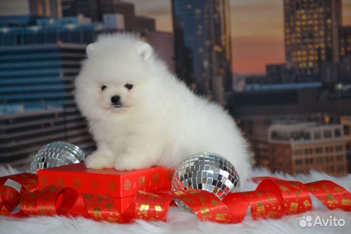 Красивые щенки шпиц