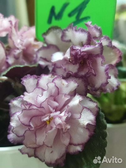 Фиалка часть 2