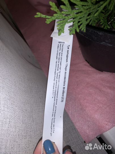 Туя западная