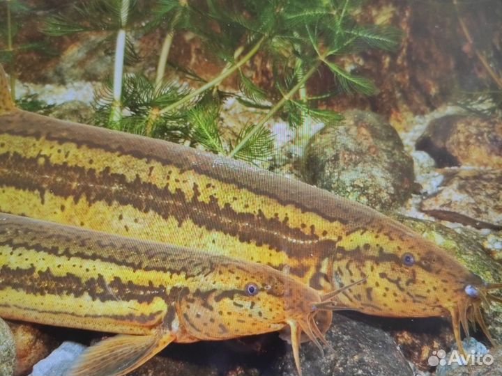 Рыба для пруда