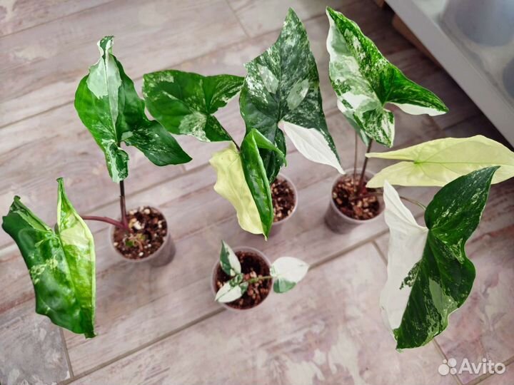 Сингониумы из частной коллекции