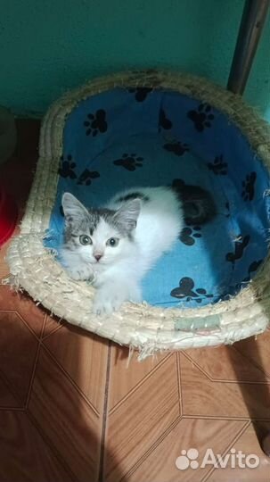 Кроха машуня ищет семью