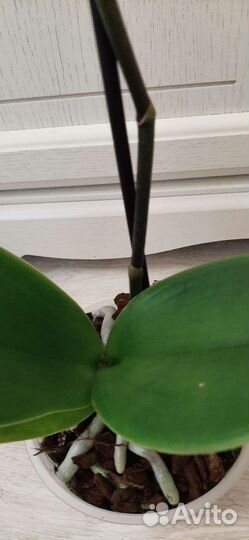 Орхидея фаленопсис Пират Пикоти
