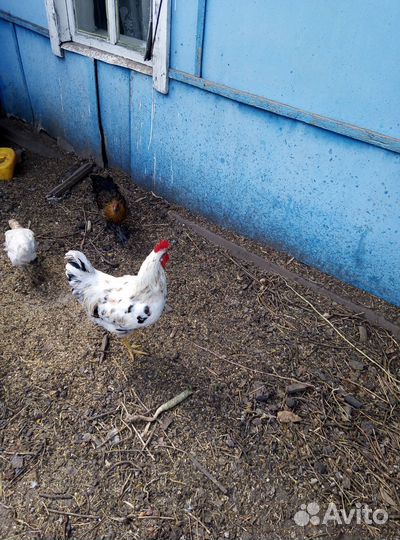 Молодые петух