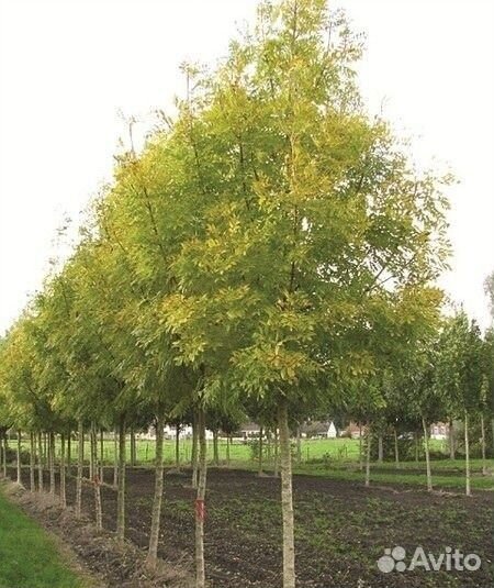 Ясень Обыкновенный