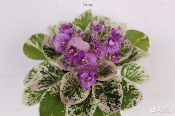 Детки мини фиалок