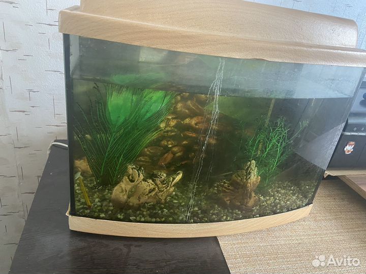 Аквариум с сомами