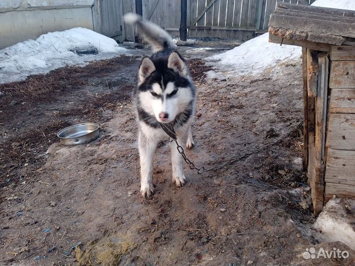 Сибирский хаски