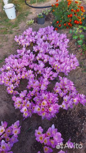 Безвременник