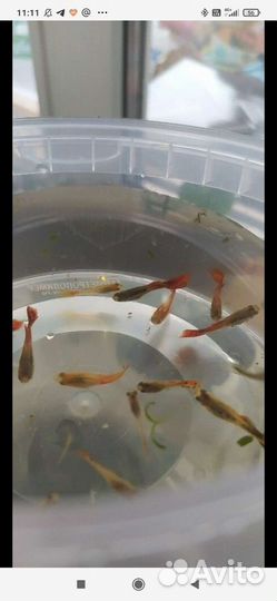 Гуппи, хемиантус