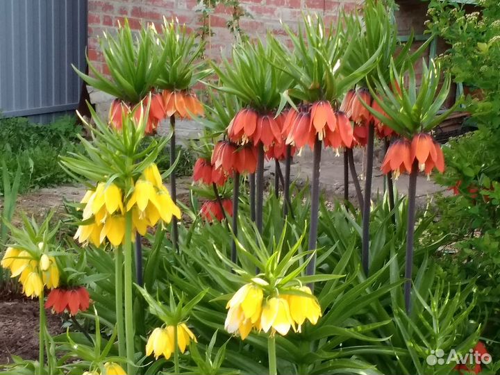 Безвременники, рябчики, тюльпаны, камассия